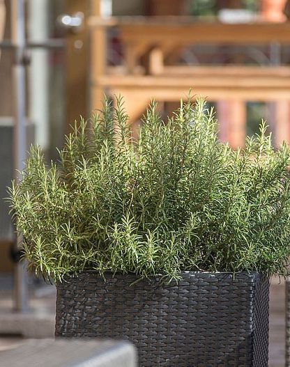 defrancesco-terrasse-74-3