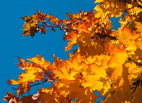 Goldener Herbst in Kitzbühel