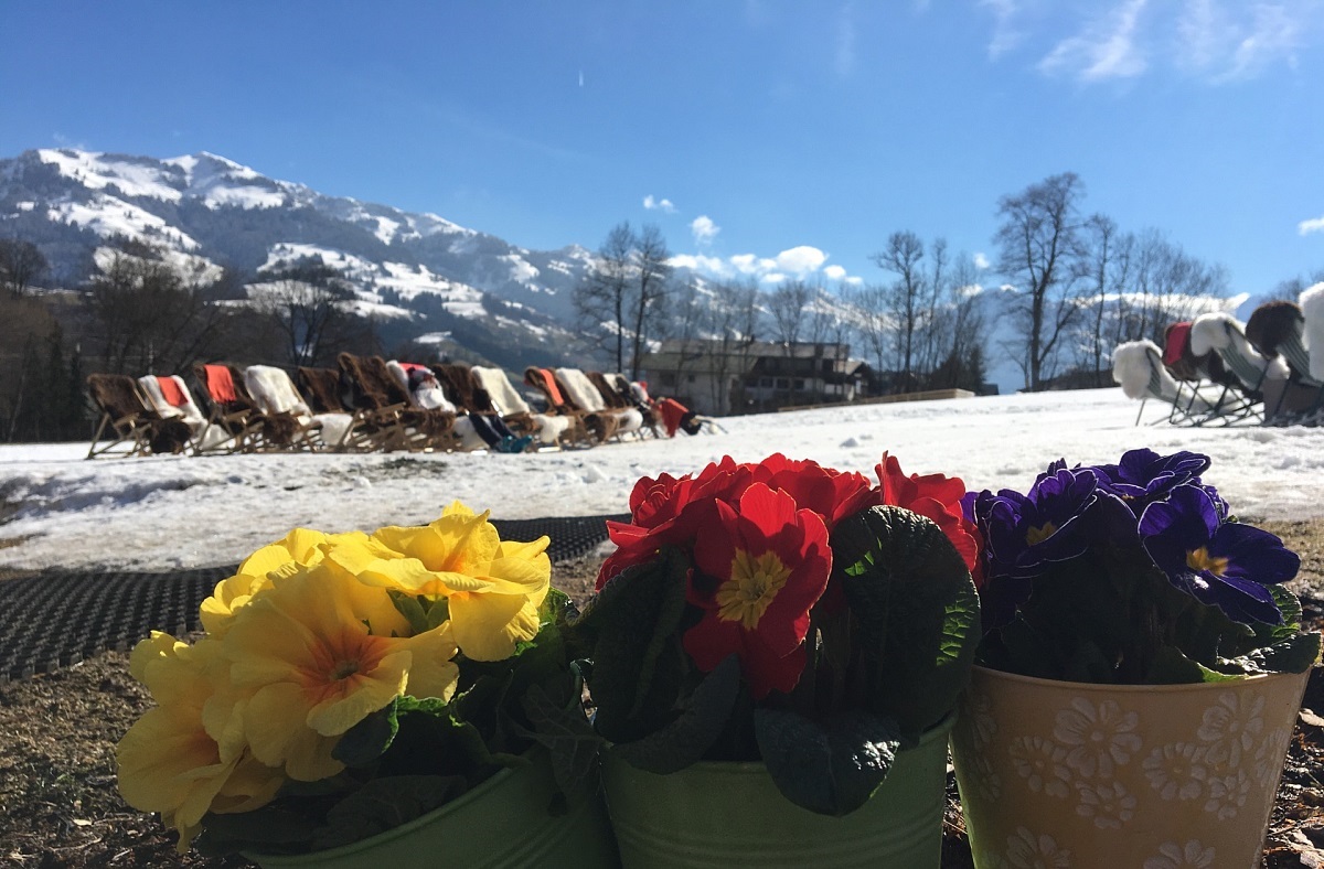 Primeln Terrasse